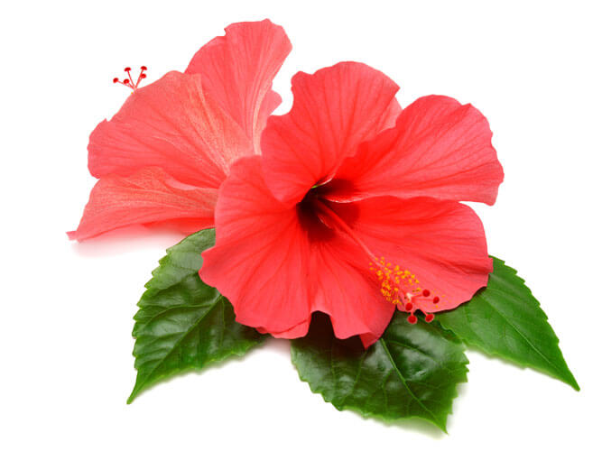 Beat Hair Fall with These Amazing Home Remedies Using Hibiscus